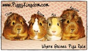...PIGGY KINGDOM...Where Guinea Pigs Rule and Every Cavy Matters
